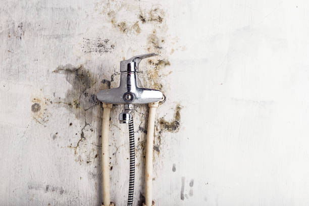Best Certified Mold Removal  in Daingerfield, TX