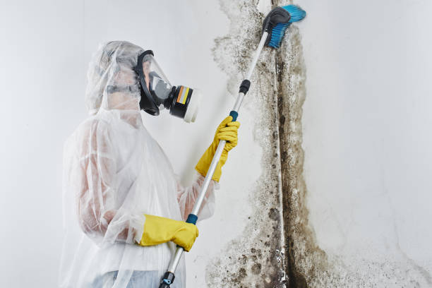 Best Fast Mold Removal  in Daingerfield, TX