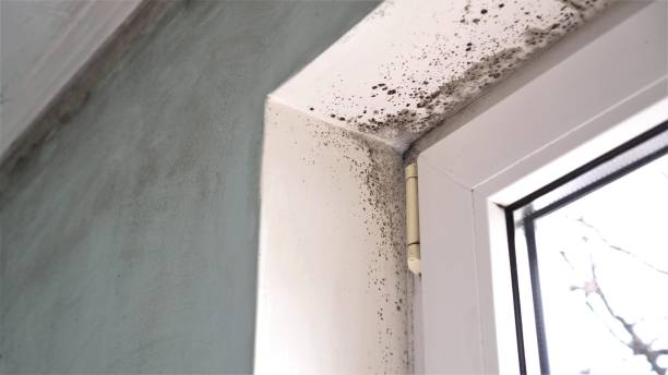 Best Mold Damage Repair  in Daingerfield, TX