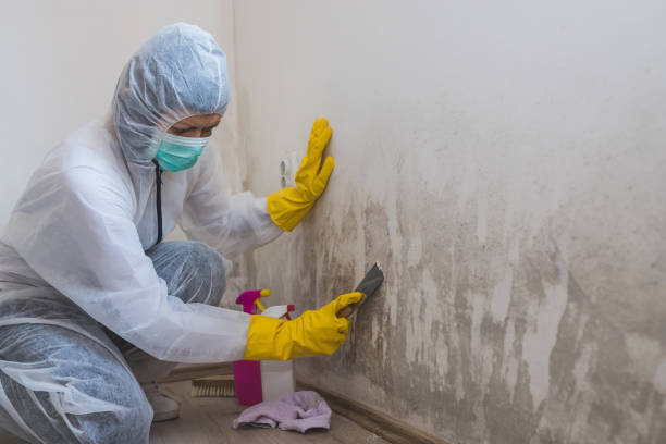 Best Residential Mold Removal  in Daingerfield, TX