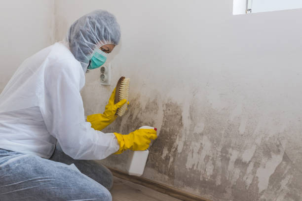 Mold Testing and Removal in Daingerfield, TX