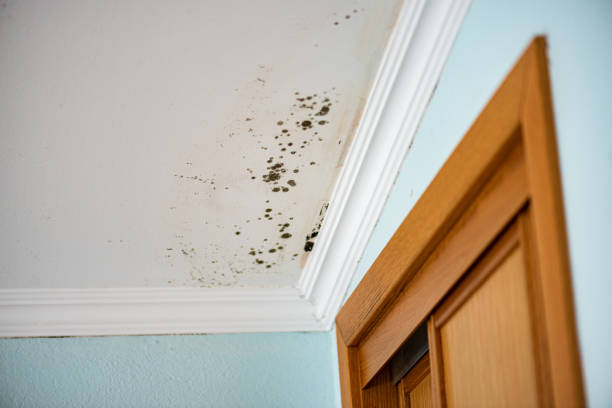 Best Office Mold Removal Services  in Daingerfield, TX