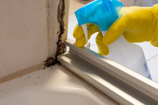 Best Affordable Mold Removal  in Daingerfield, TX