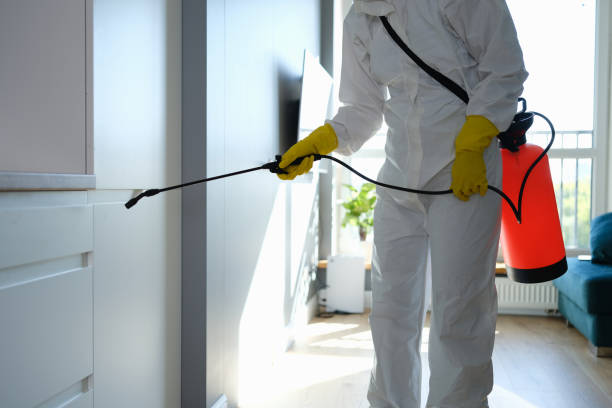 Best Commercial Mold Removal  in Daingerfield, TX