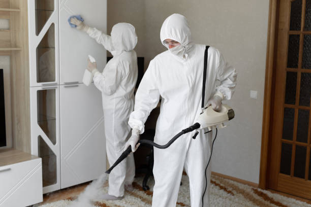 Best Black Mold Removal  in Daingerfield, TX