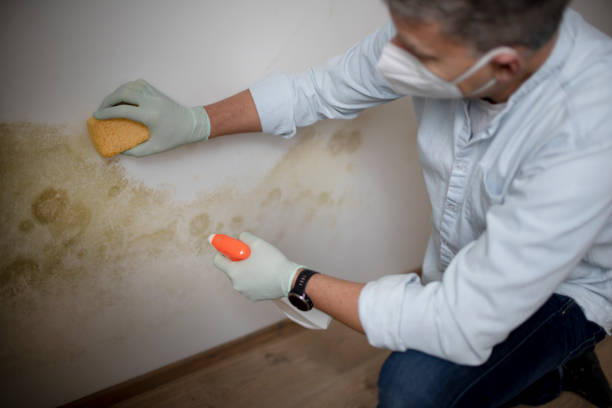 Best Certified Mold Removal  in Daingerfield, TX