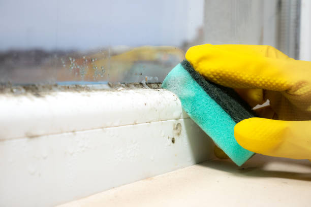 Best Affordable Mold Removal  in Daingerfield, TX
