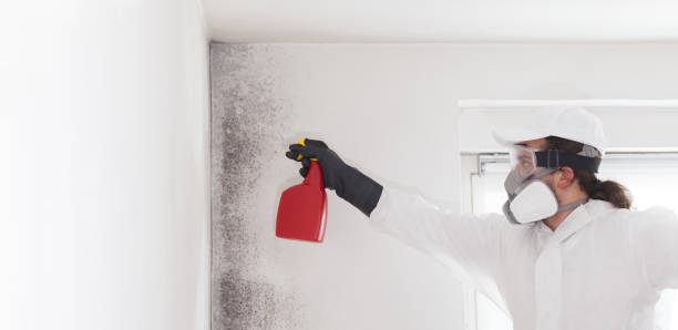 Best Office Mold Removal Services  in Daingerfield, TX