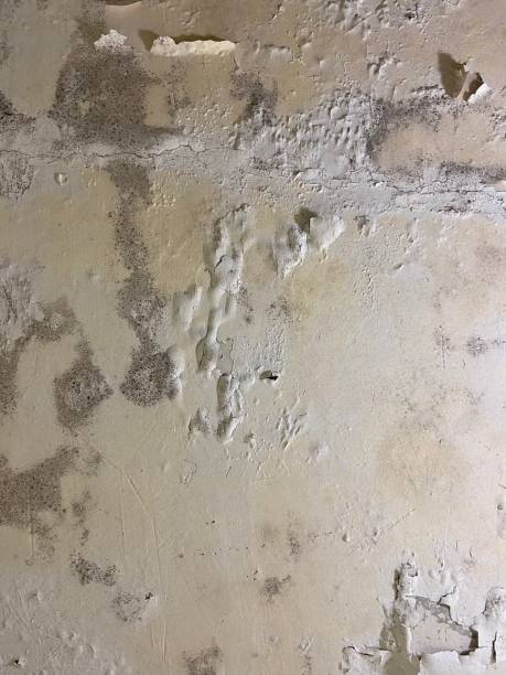 Best Mold Cleaning Services  in Daingerfield, TX
