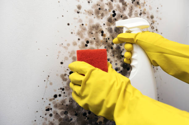 Office Mold Removal Services in Daingerfield, TX