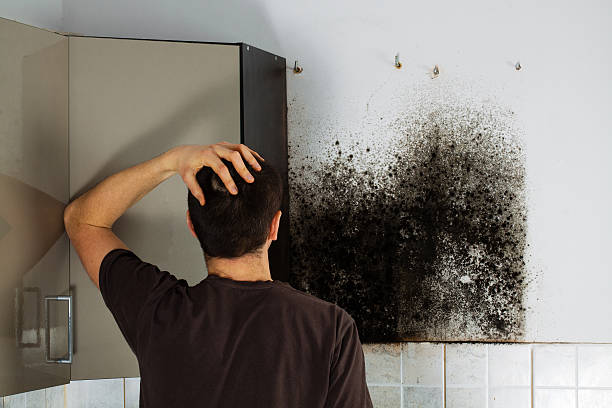 Best Home Mold Removal  in Daingerfield, TX