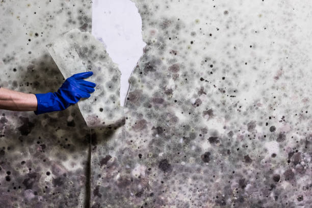 Best Office Mold Removal Services  in Daingerfield, TX