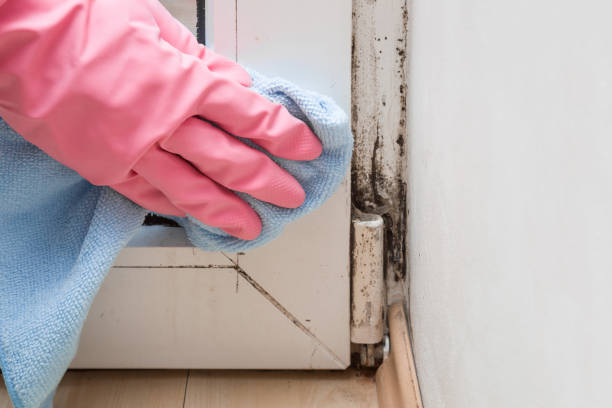 Mold Testing and Removal in Daingerfield, TX