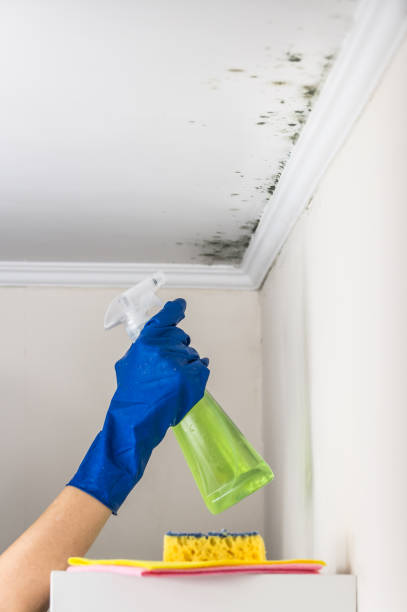 Best Mold Removal Specialists  in Daingerfield, TX